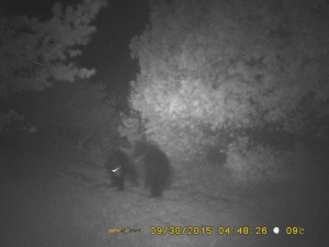 Black bears caught on trail camera.